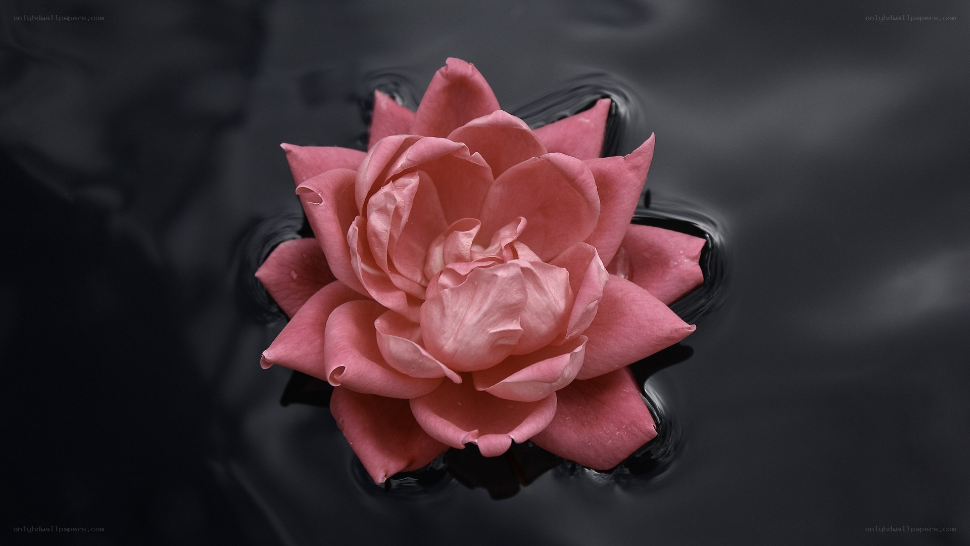Pink flower floating on water