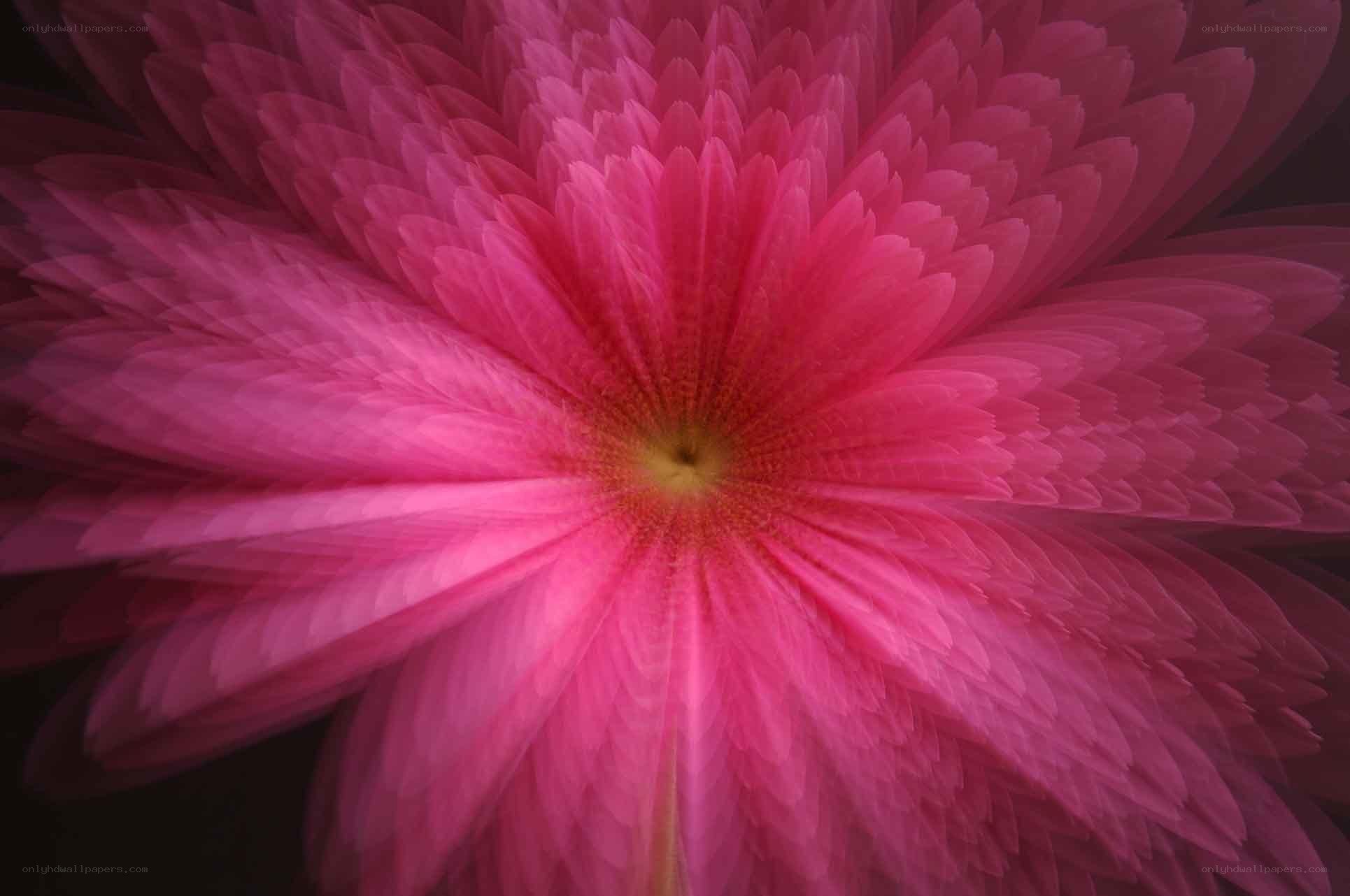 Pink flower fractal pattern