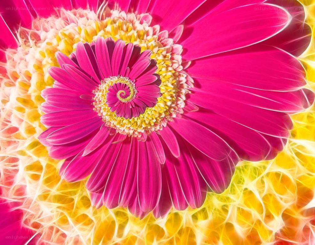 Pink flower fractal spiral