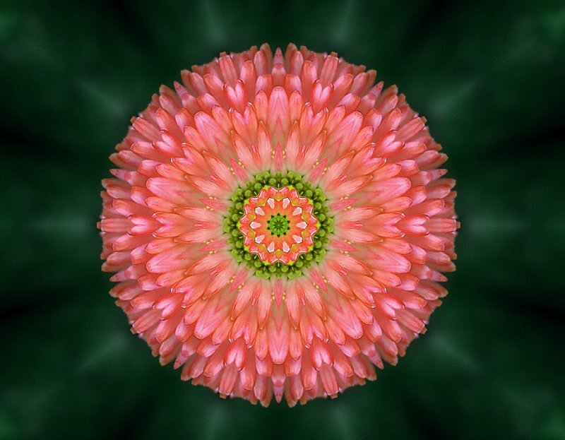 Pink Flower from Above