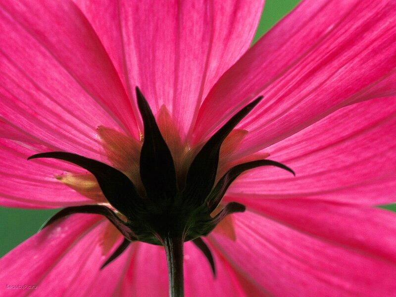 Pink Flower from Below