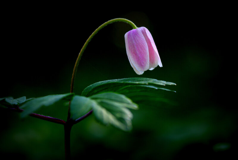Pink Flower Hanging Down
