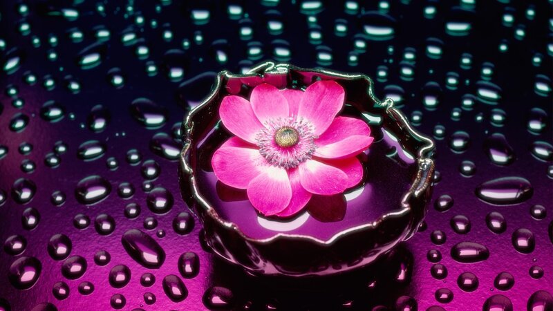 Pink flower in a bowl of water