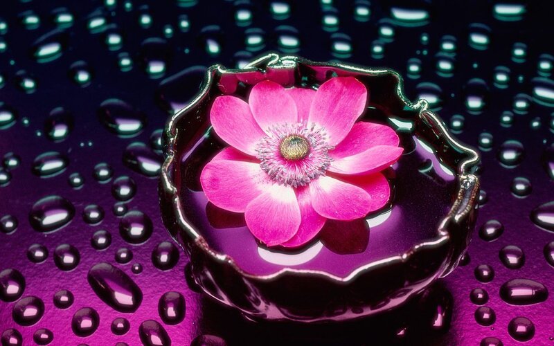 Pink flower in a bowl
