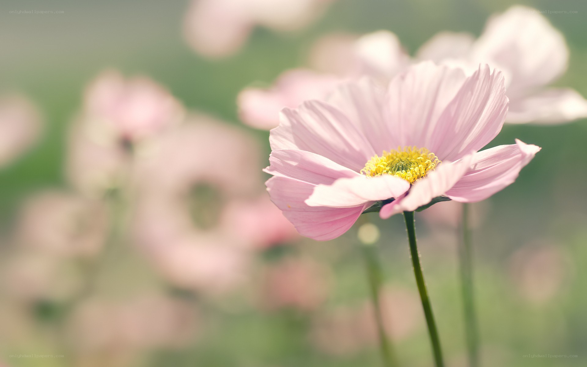 Pink flower in a field