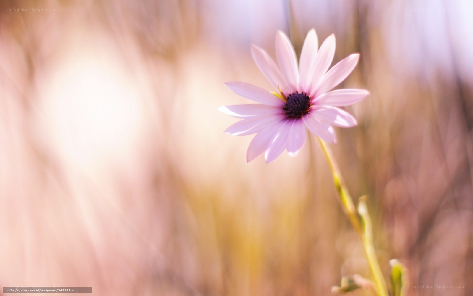Pink flower in a field