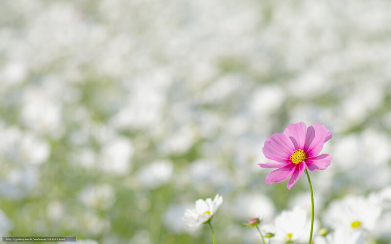 Pink flower in a field