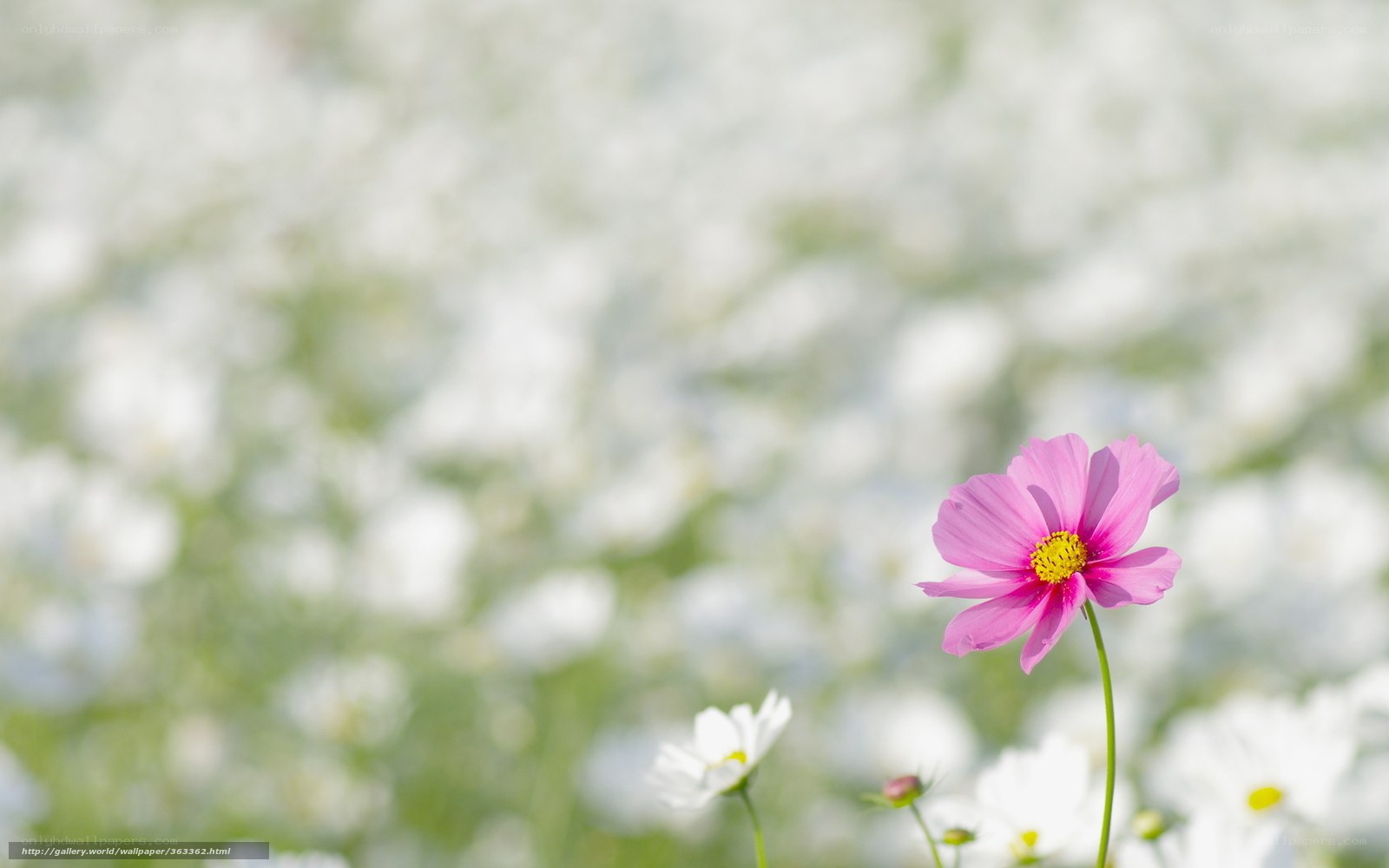 Pink flower in a field