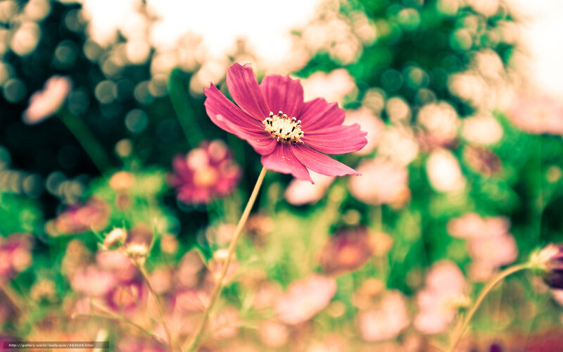 Pink flower in a field