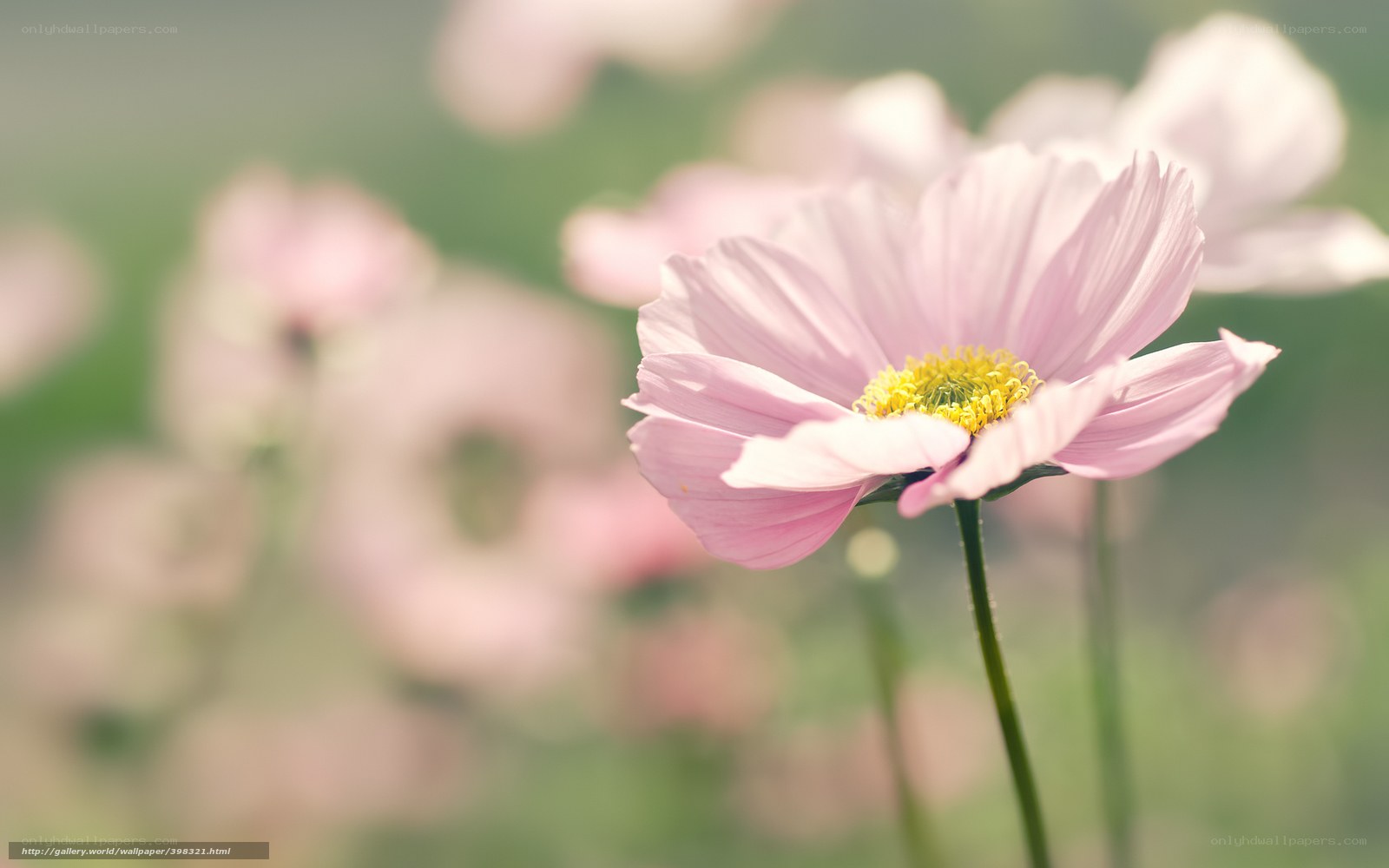 Pink flower in a field