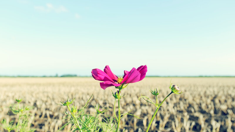 Pink flower in a field