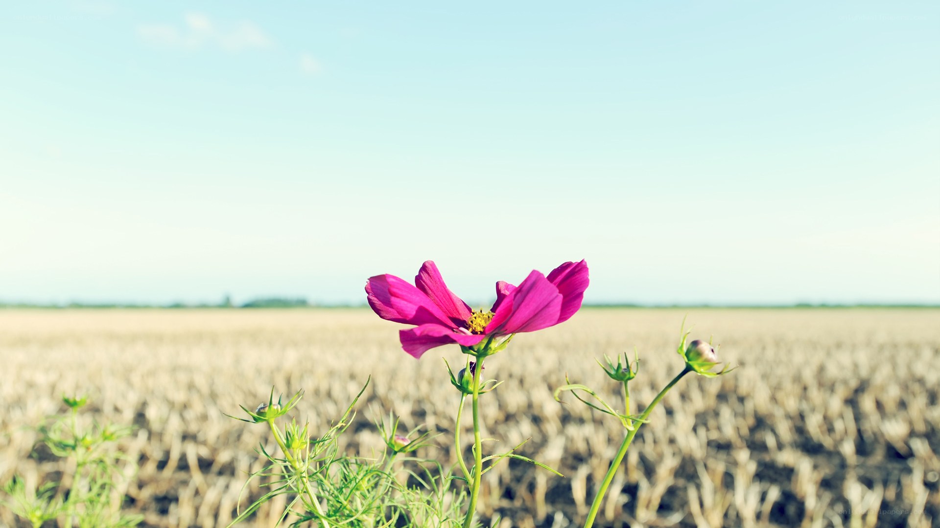 Pink flower in a field