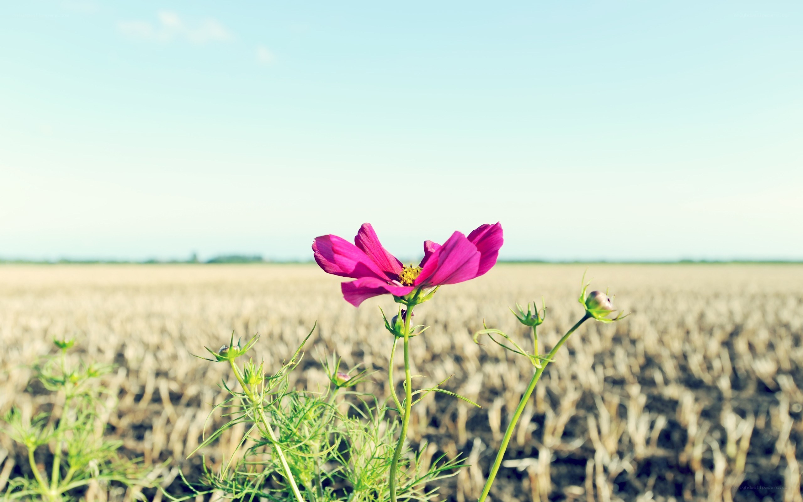 Pink flower in a field