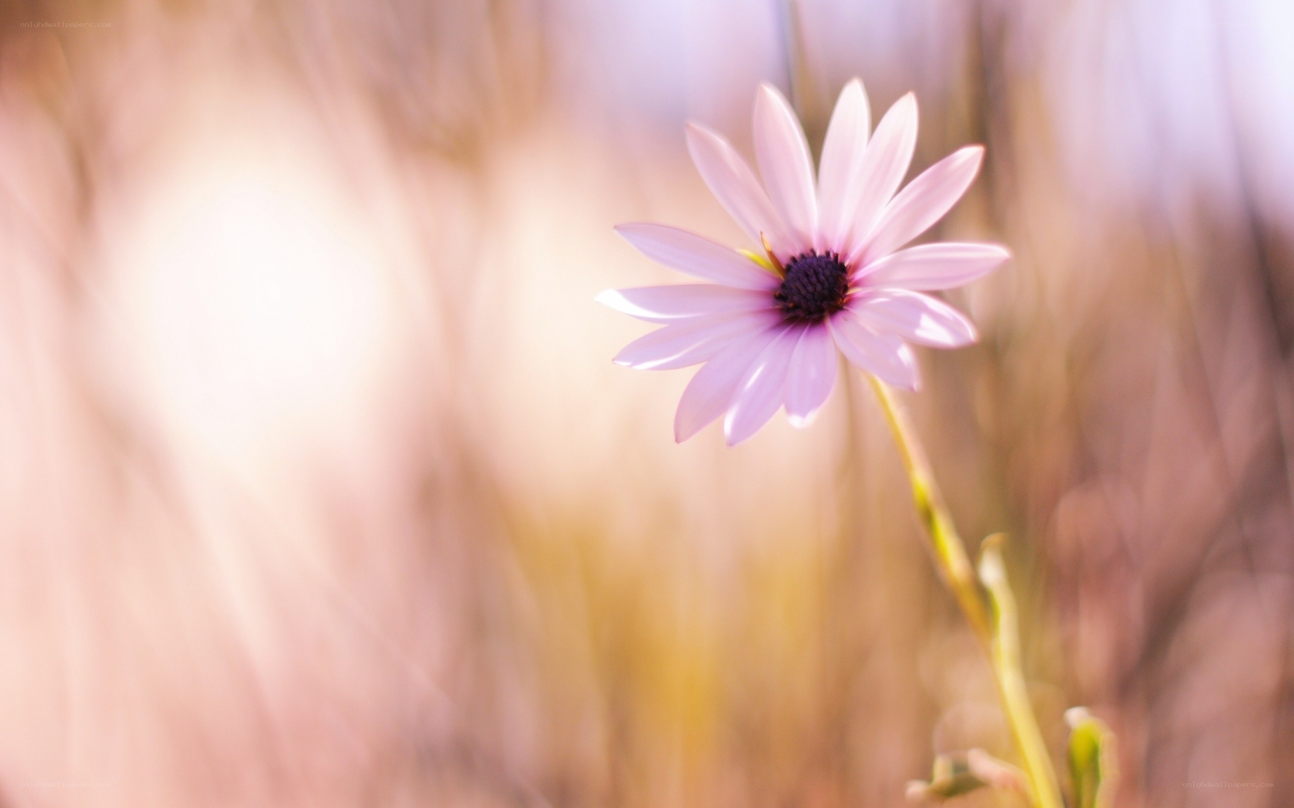 Pink flower in a field