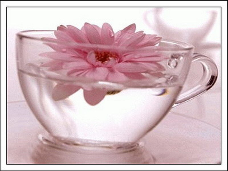 Pink flower in a glass cup