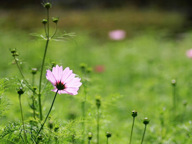 Pink flower in a green field