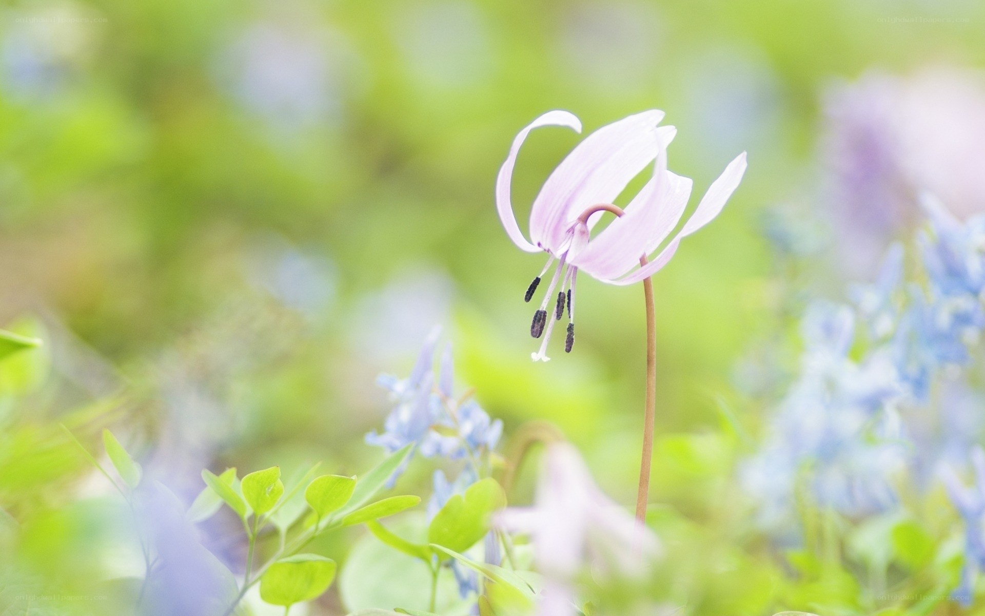 Pink flower in a meadow