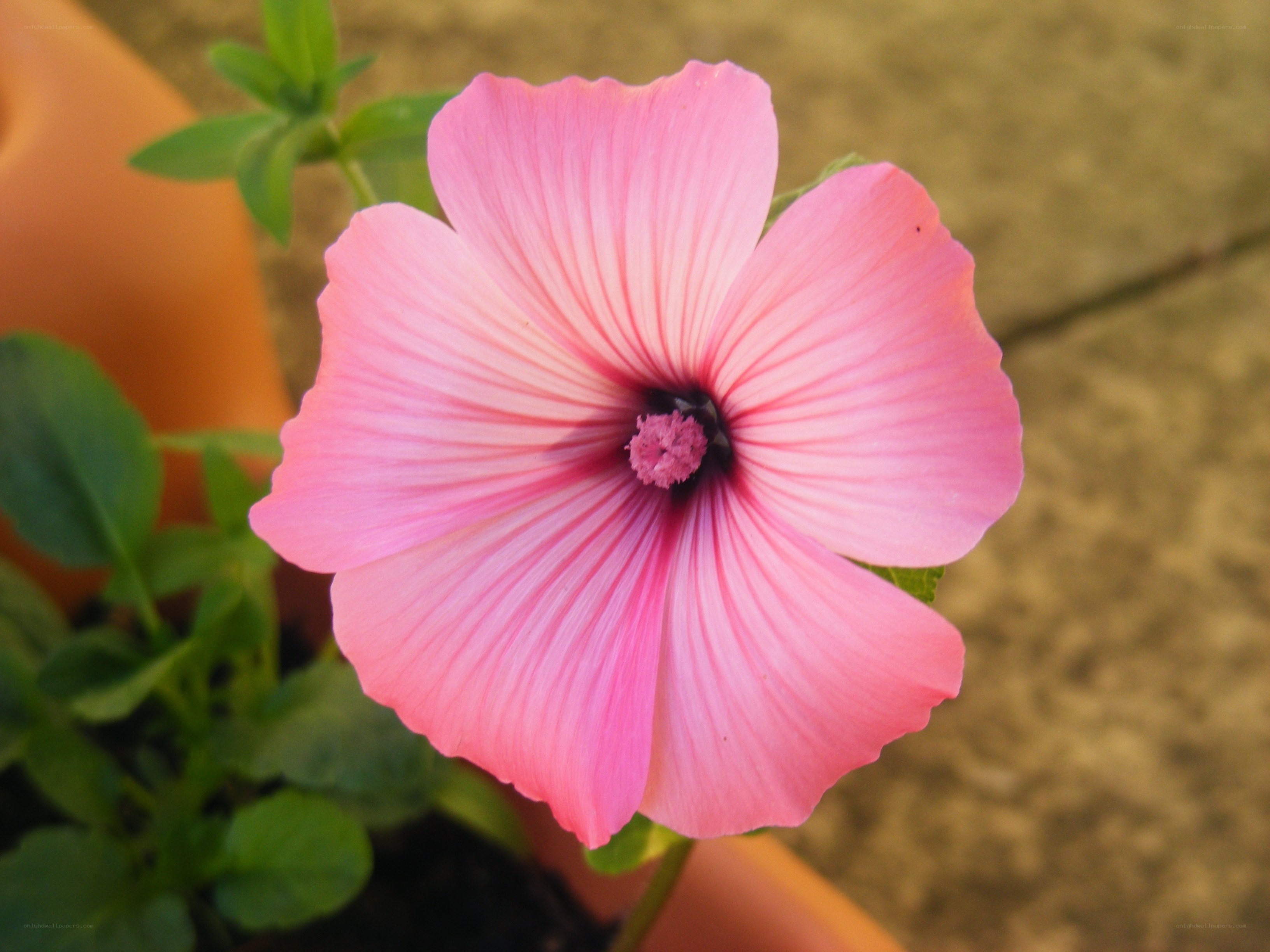 Pink flower in a pot