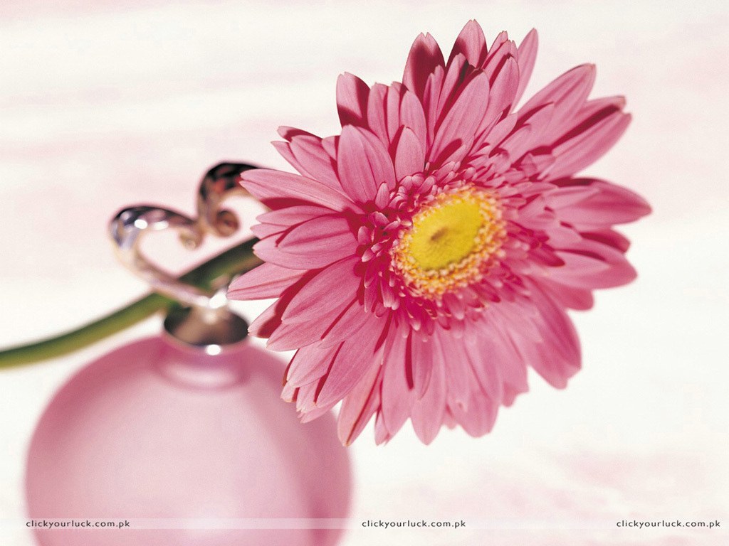 Pink flower in a vase