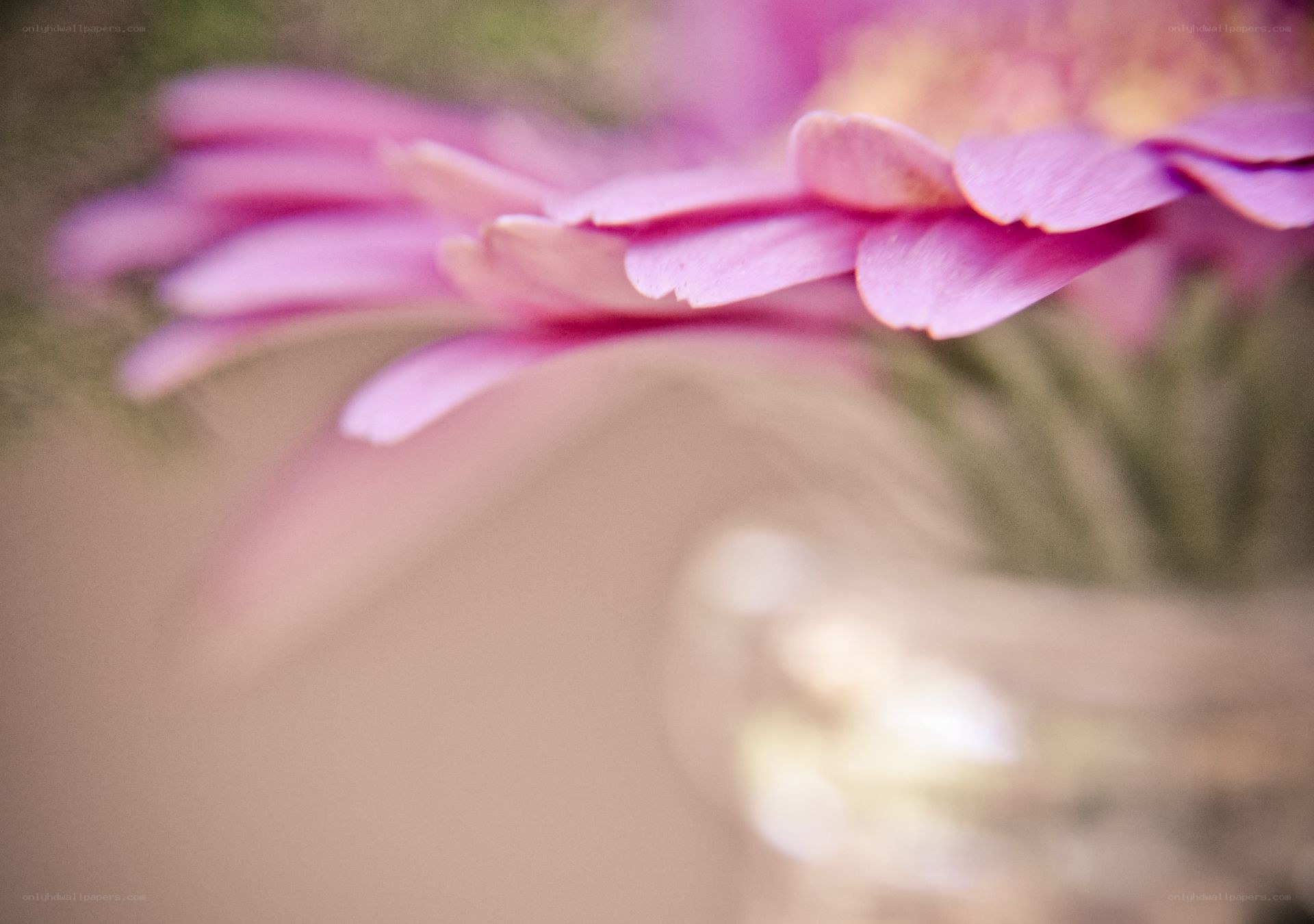 pink flower in a vase