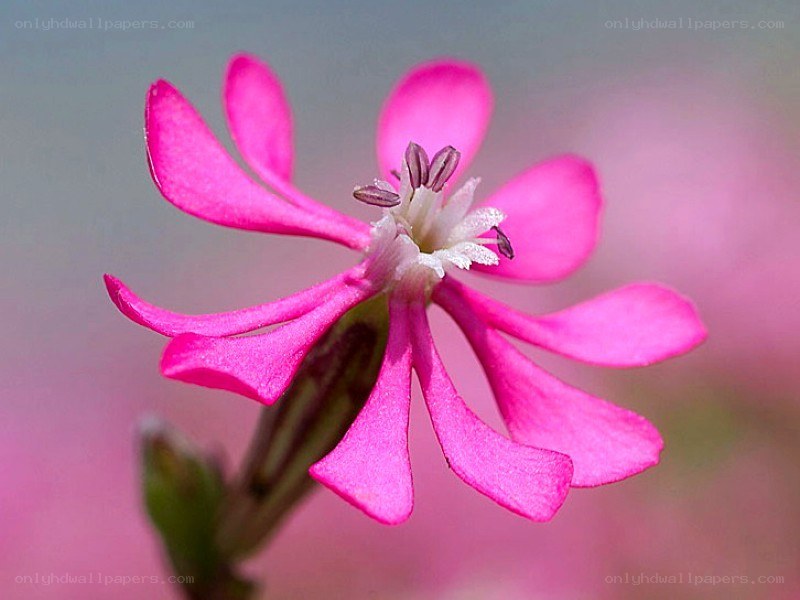pink flower in bloom