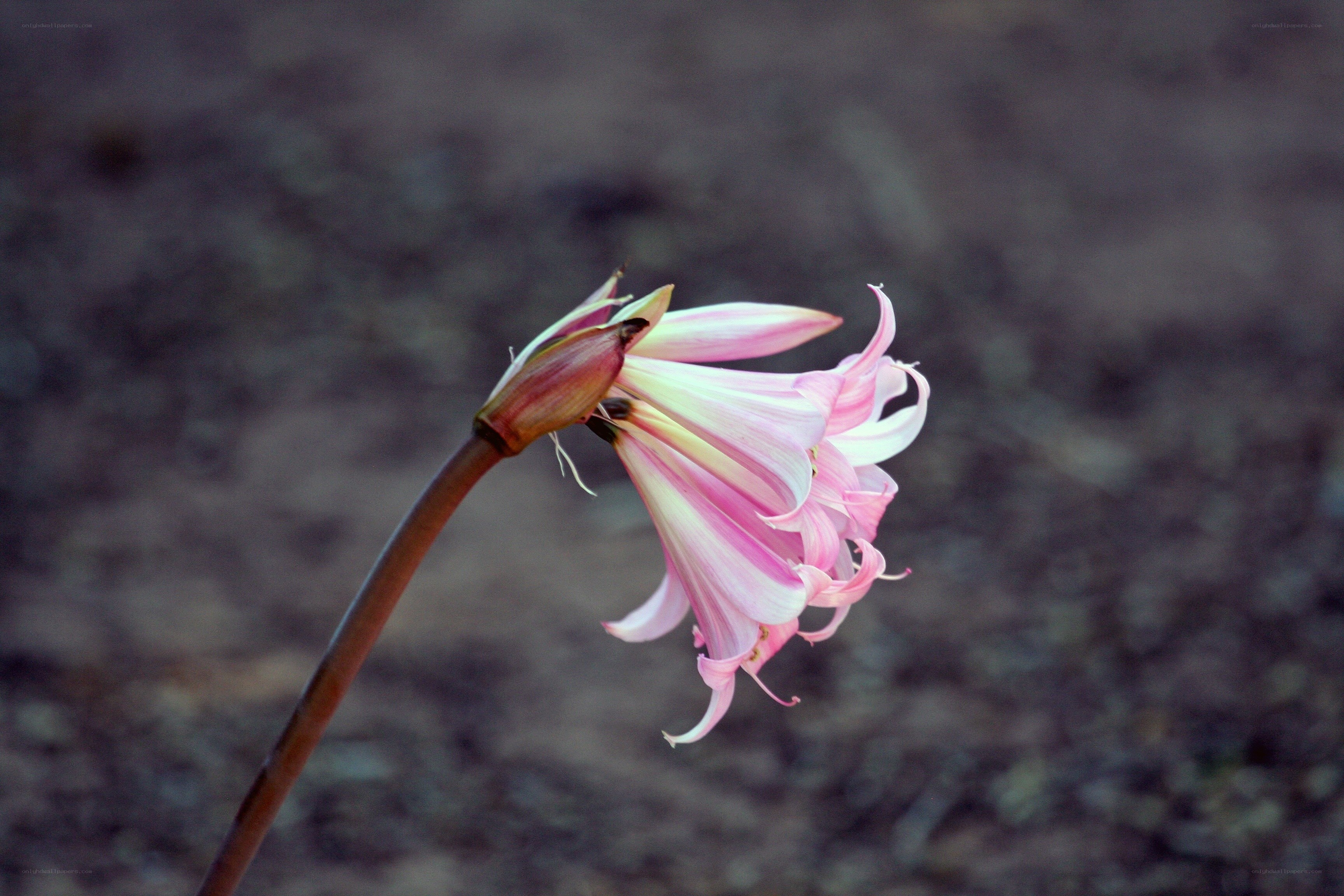 Pink flower in bloom