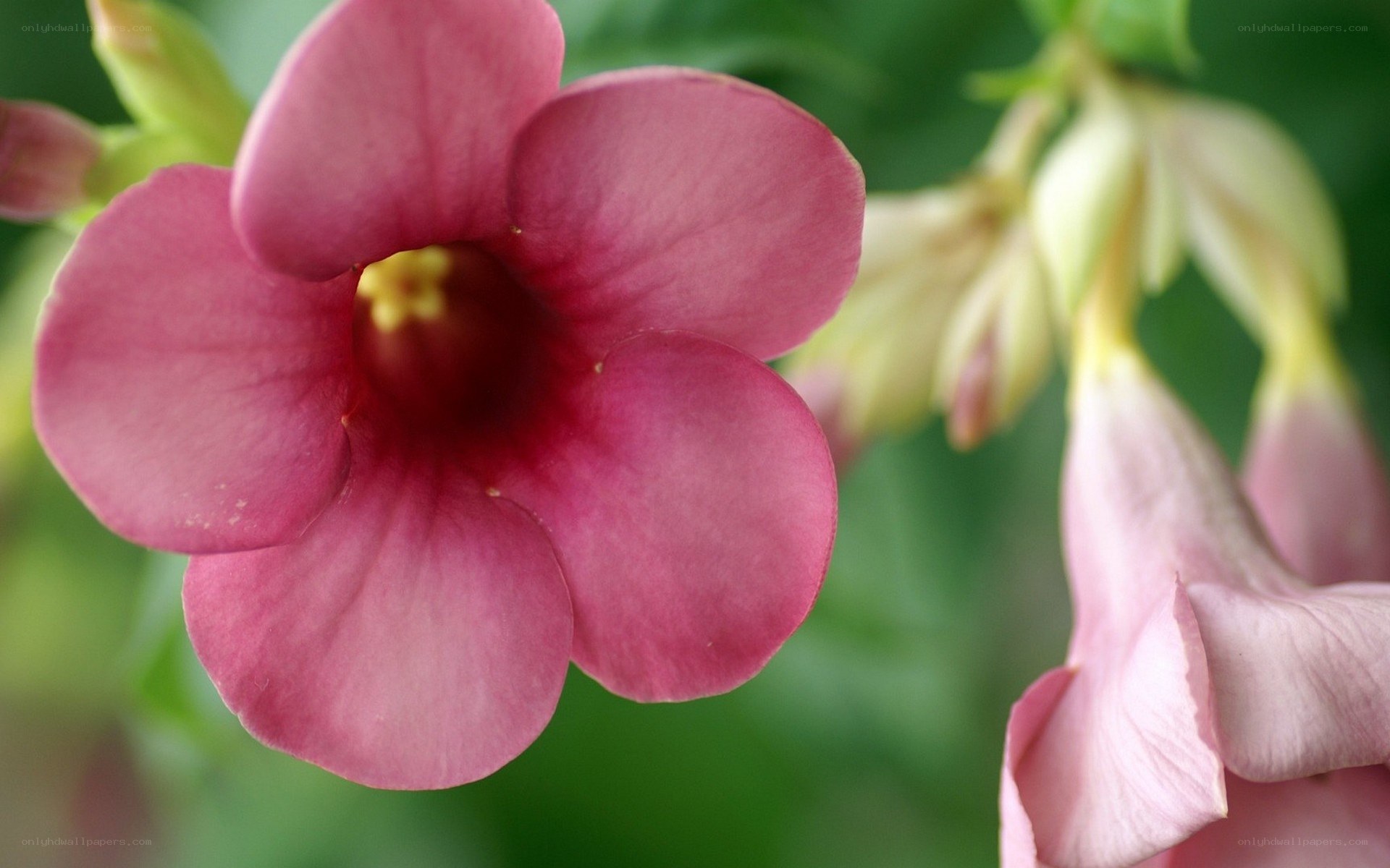 pink flower in bloom