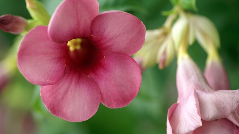 pink flower in bloom