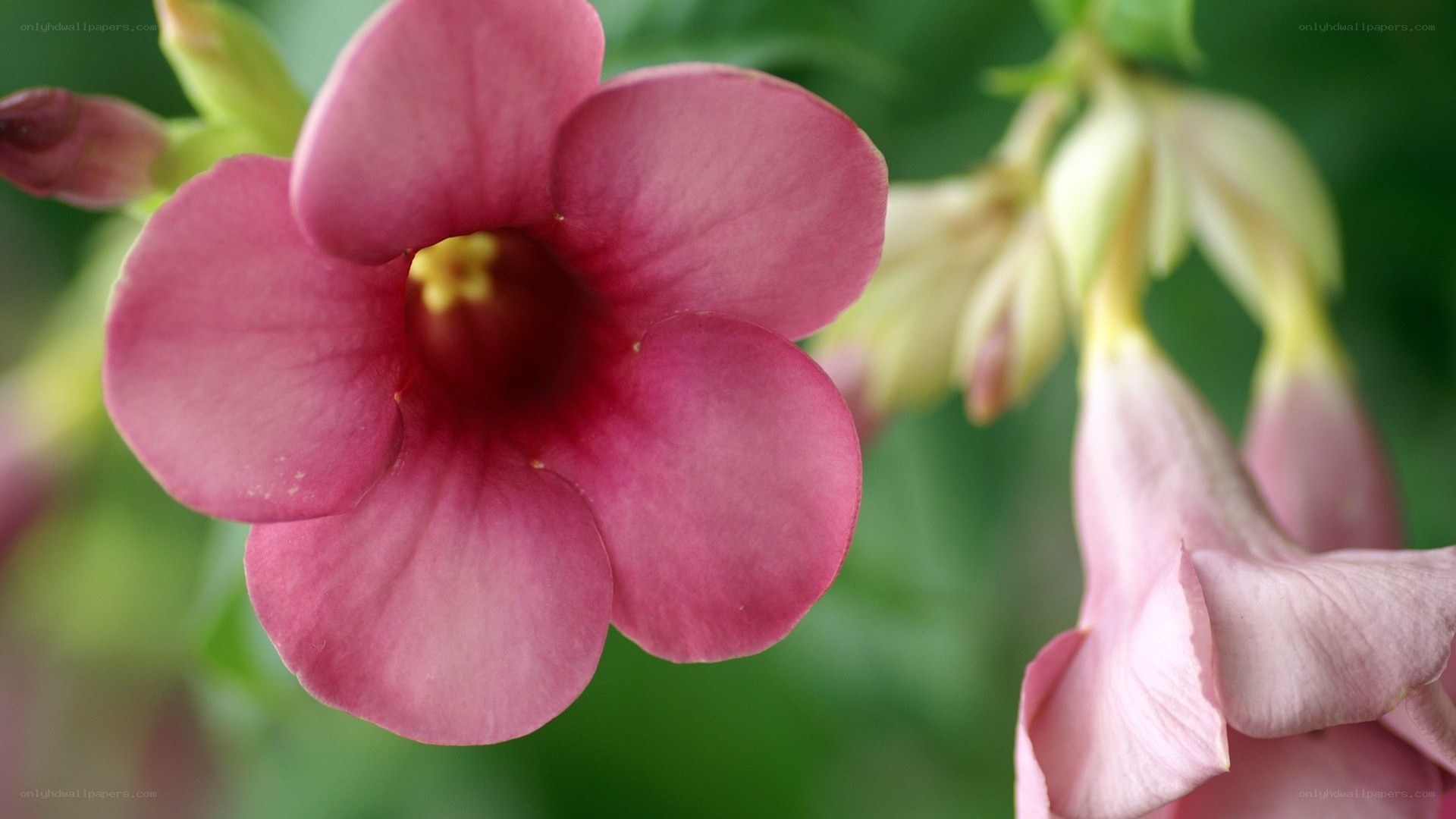 pink flower in bloom
