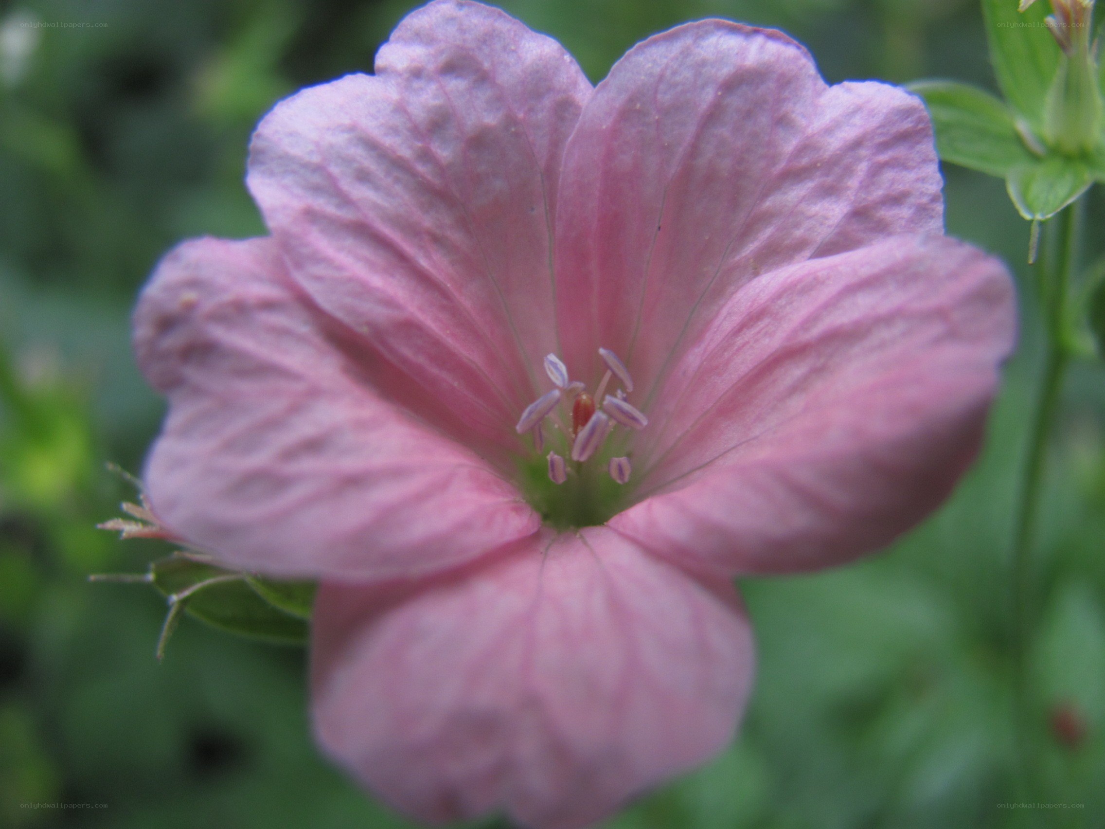 pink flower in bloom
