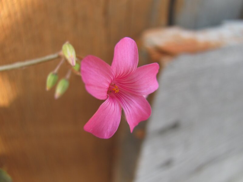 Pink flower in bloom
