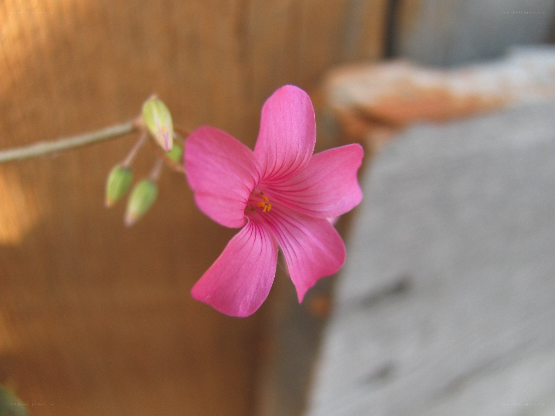 Pink flower in bloom