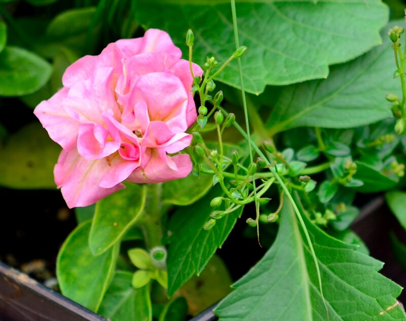 Pink Flower in Bloom — Calm, Afternoon