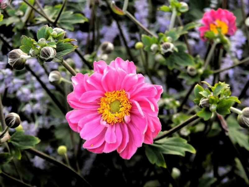 Pink Flower in Bloom — Calm, Spring