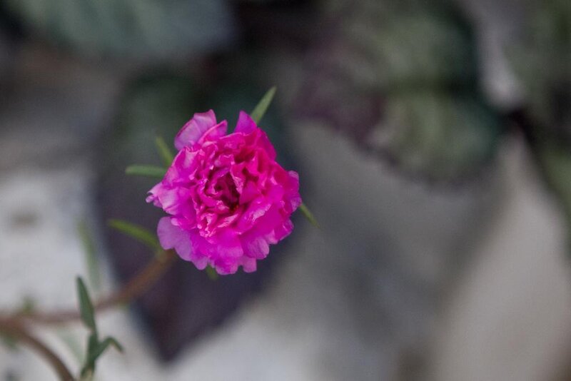 Pink Flower in Bloom — Calm