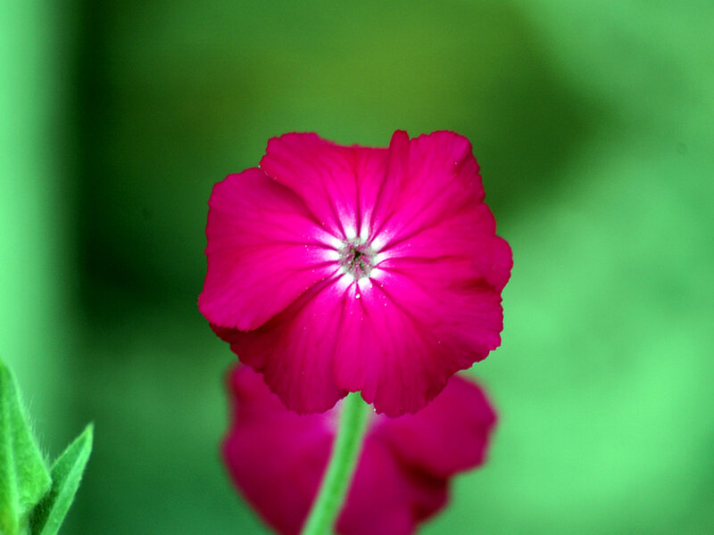 Pink Flower in Bloom — Magenta