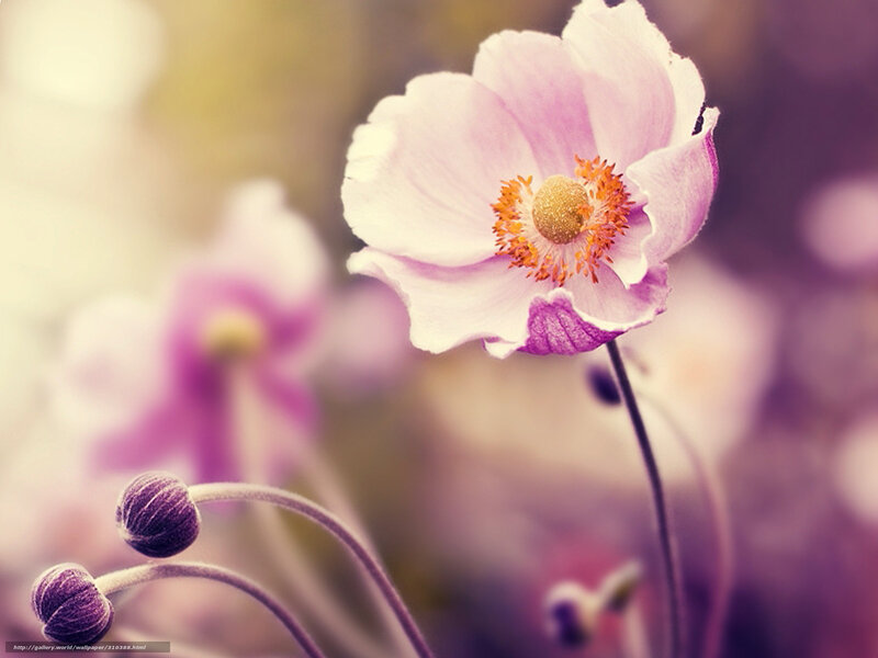 Pink Flower in Bloom — Purple, Serene