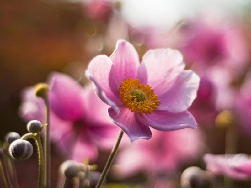Pink Flower in Bloom — Purple