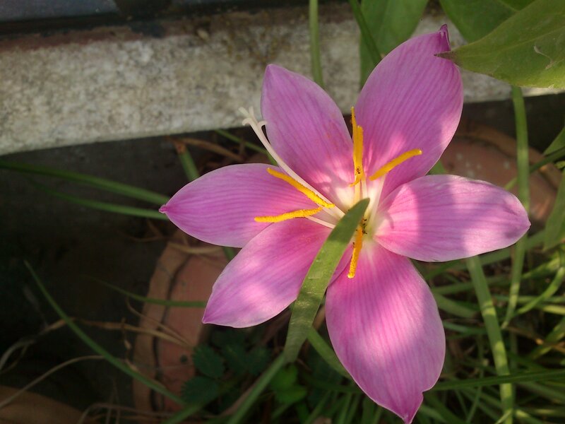 Pink Flower in Bloom — Serene, Afternoon