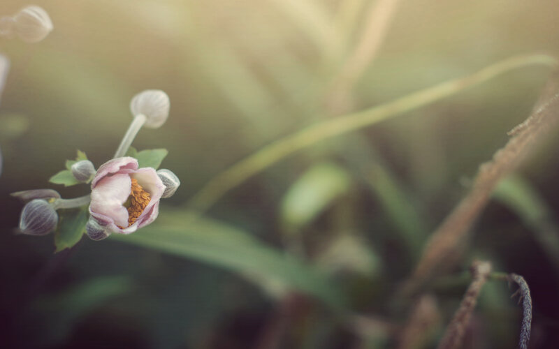 Pink Flower in Bloom — Serene, Morning