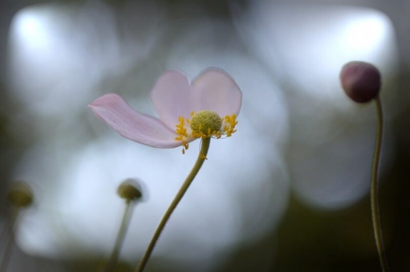 Pink Flower in Bloom — Serene, Photograph, Bud