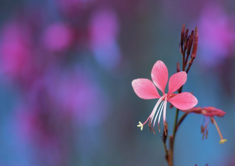 Pink Flower in Bloom — Serene, Photograph, Buds