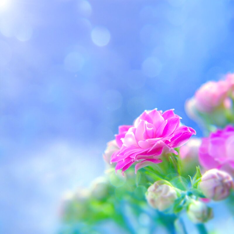 Pink Flower in Bloom — Serene, Photograph