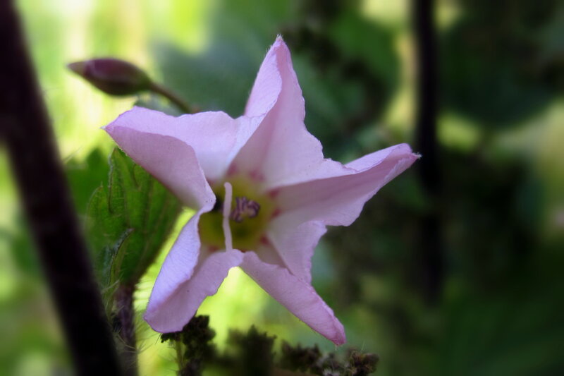 Pink Flower in Bloom — Serene, Spring, Photograph, Bud