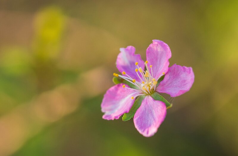 Pink Flower in Bloom — Serene, Spring, Photograph, Petals