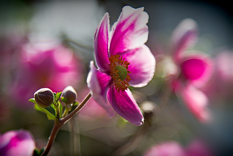 Pink Flower in Bloom — Serene, Spring, Photograph