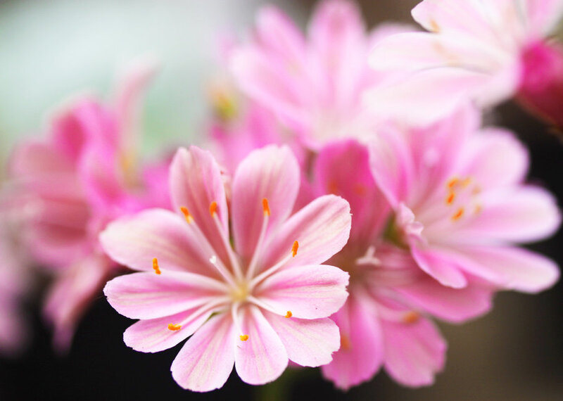 Pink Flower in Bloom — Serene, Spring