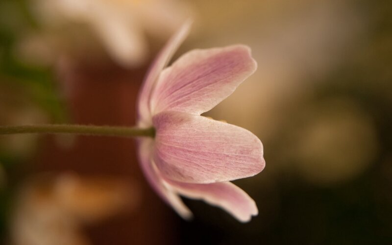 Pink Flower in Bloom — Serene