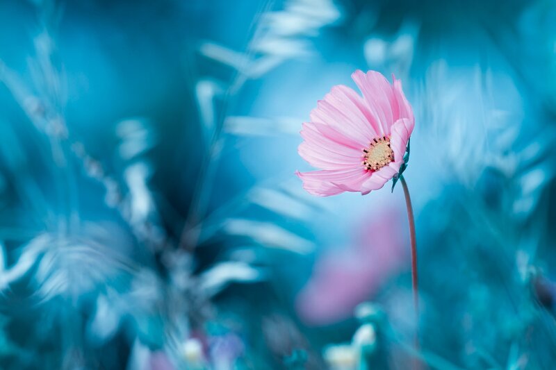 Pink Flower in Blue Field