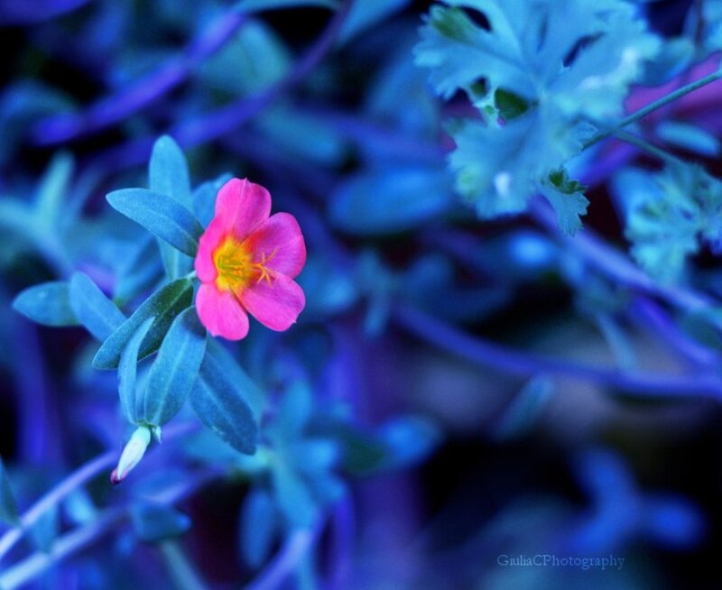 Pink Flower in Blue Light — Dreamy